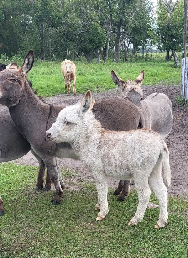 Mini Jack Donkey
