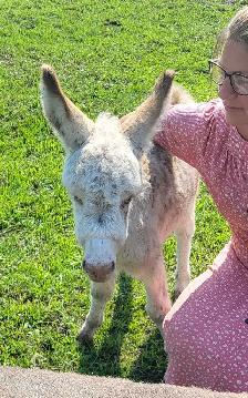 Mini Jack Donkey - Photo 2