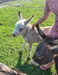 Mini Jack Donkey - Photo 3