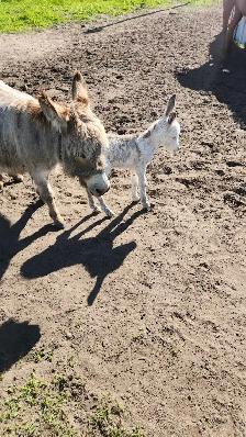 Mini Jack Donkey - Photo 4