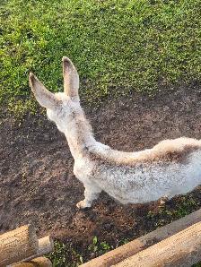 Mini Jack Donkey - Photo 5
