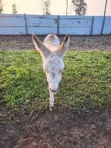 Mini Jack Donkey - Photo 6