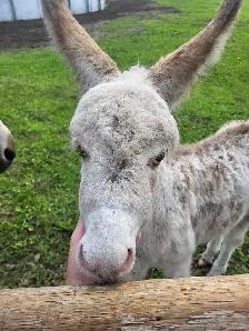 Mini Jack Donkey - Photo 7