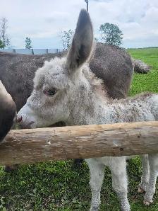 Mini Jack Donkey - Photo 8