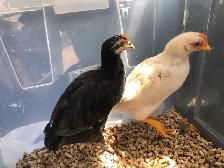 Poussin À vendre - Photo 2