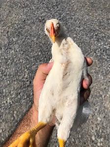 Poussin À vendre - Photo 3