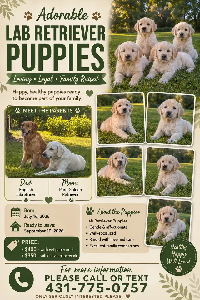 Lab Retriever Puppies