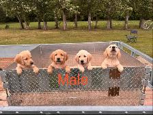 Lab Retriever Puppies - Photo 2