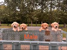 Lab Retriever Puppies - Photo 3