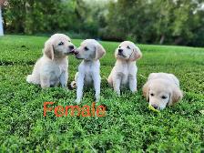 Lab Retriever Puppies - Photo 4