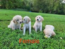 Lab Retriever Puppies - Photo 5