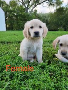 Lab Retriever Puppies - Photo 6