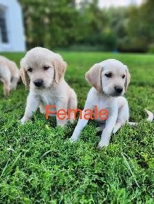 Lab Retriever Puppies - Photo 7