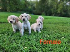 Lab Retriever Puppies - Photo 8
