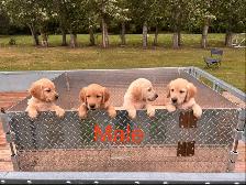 Lab Retriever Puppies - Photo 9
