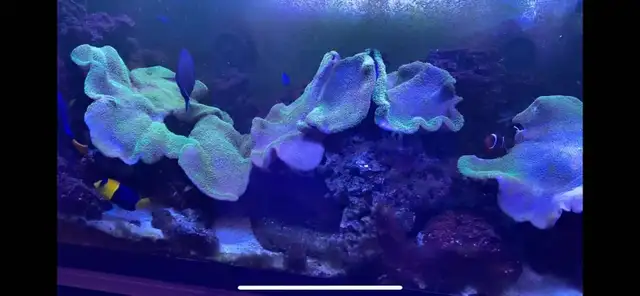 Complete 75-Gallon Reef Tank Setup – Equipment, Corals, and Fish