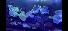 Complete 75-Gallon Reef Tank Setup – Equipment, Corals, and Fish