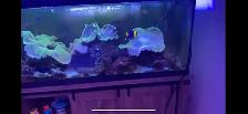 Complete 75-Gallon Reef Tank Setup – Equipment, Corals, and Fish - Photo 2