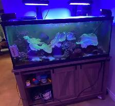Complete 75-Gallon Reef Tank Setup – Equipment, Corals, and Fish - Photo 3