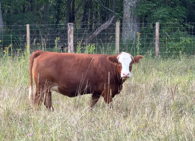 bred sim/angus heifers for sale