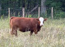 bred sim/angus heifers for sale