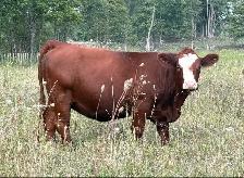 bred sim/angus heifers for sale - Photo 2