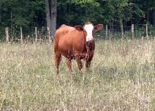 bred sim/angus heifers for sale - Photo 3