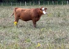 bred sim/angus heifers for sale - Photo 4
