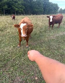 bred sim/angus heifers for sale - Photo 5