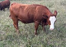 bred sim/angus heifers for sale - Photo 6