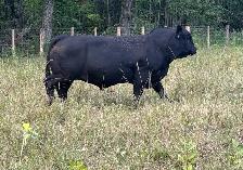 bred sim/angus heifers for sale - Photo 7