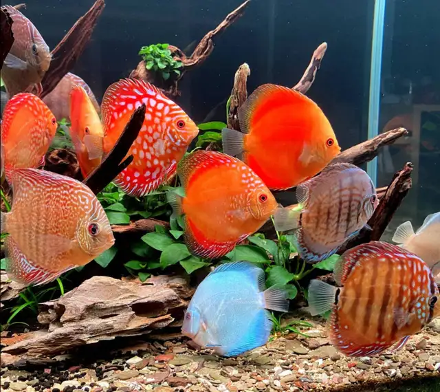 Discuss fish for sale they are 6 inches in sizeAsking $60