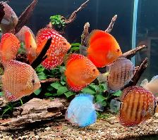 Discuss fish for sale they are 6 inches in sizeAsking $60