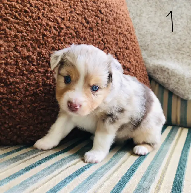 Miniature Australian Shepherd Pups