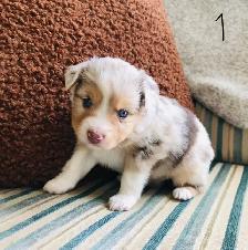 Miniature Australian Shepherd Pups