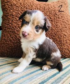 Miniature Australian Shepherd Pups - Photo 2
