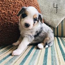 Miniature Australian Shepherd Pups - Photo 4