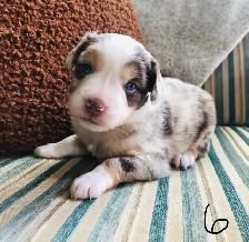 Miniature Australian Shepherd Pups - Photo 5