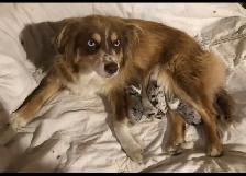 Miniature Australian Shepherd Pups - Photo 6