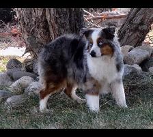 Miniature Australian Shepherd Pups - Photo 8