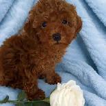 Red Toy Poodle Puppy (Male)
