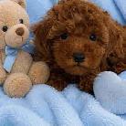 Red Toy Poodle Puppy (Male) - Photo 2