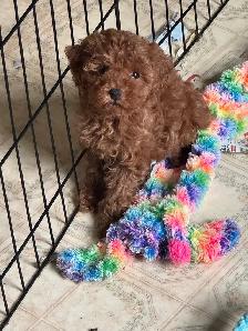 Red Toy Poodle Puppy (Male) - Photo 4