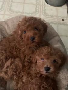 Red Toy Poodle Puppy (Male) - Photo 5