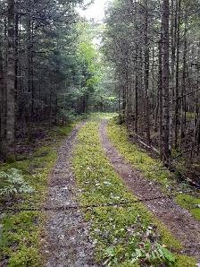 Land 5.2 acres w/12'x16' Building East Dalhousie NS - Photo 2
