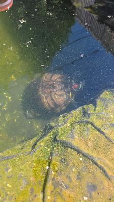 Tortue a oreille rouge