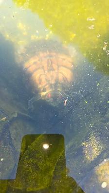 Tortue a oreille rouge - Photo 2
