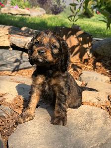 ❤️Stunning Cockapoo Puppies❤️ - Photo 3