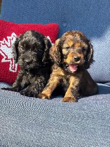 ❤️Stunning Cockapoo Puppies❤️ - Photo 4