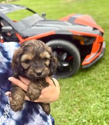 ❤️Stunning Cockapoo Puppies❤️ - Photo 5